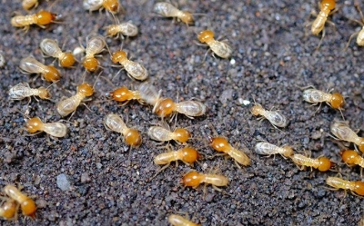 Termites